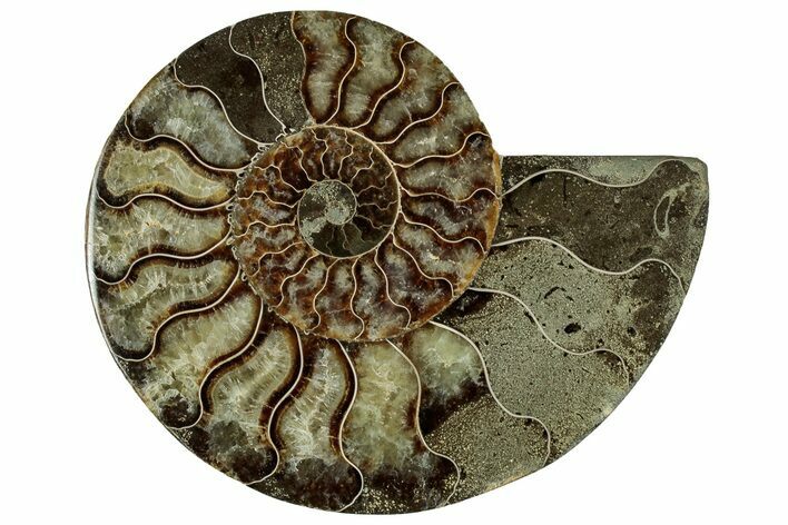 Cut & Polished Ammonite Fossil (Half) - Madagascar #329188